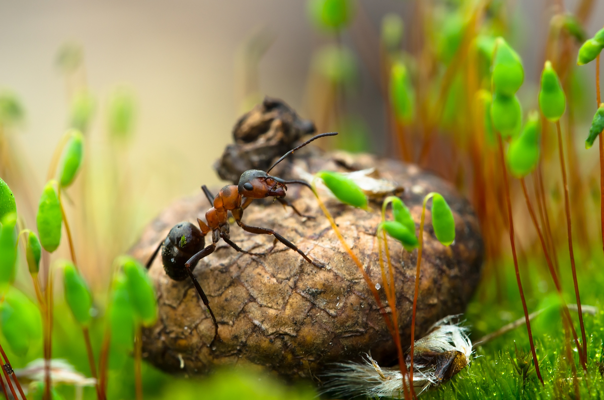 April macro-landscape