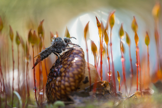 Moss and insects