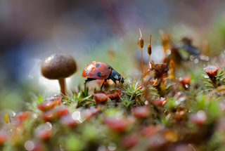 April macro landscape