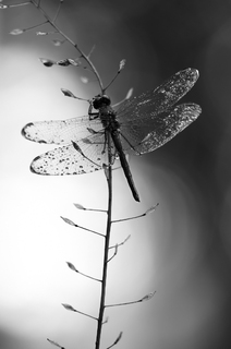 Waiting for the evening light