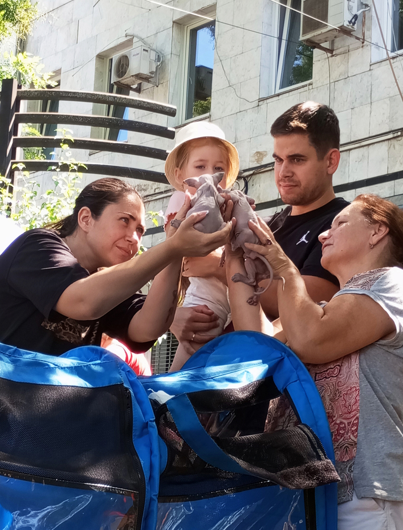 Вибрати кошеня