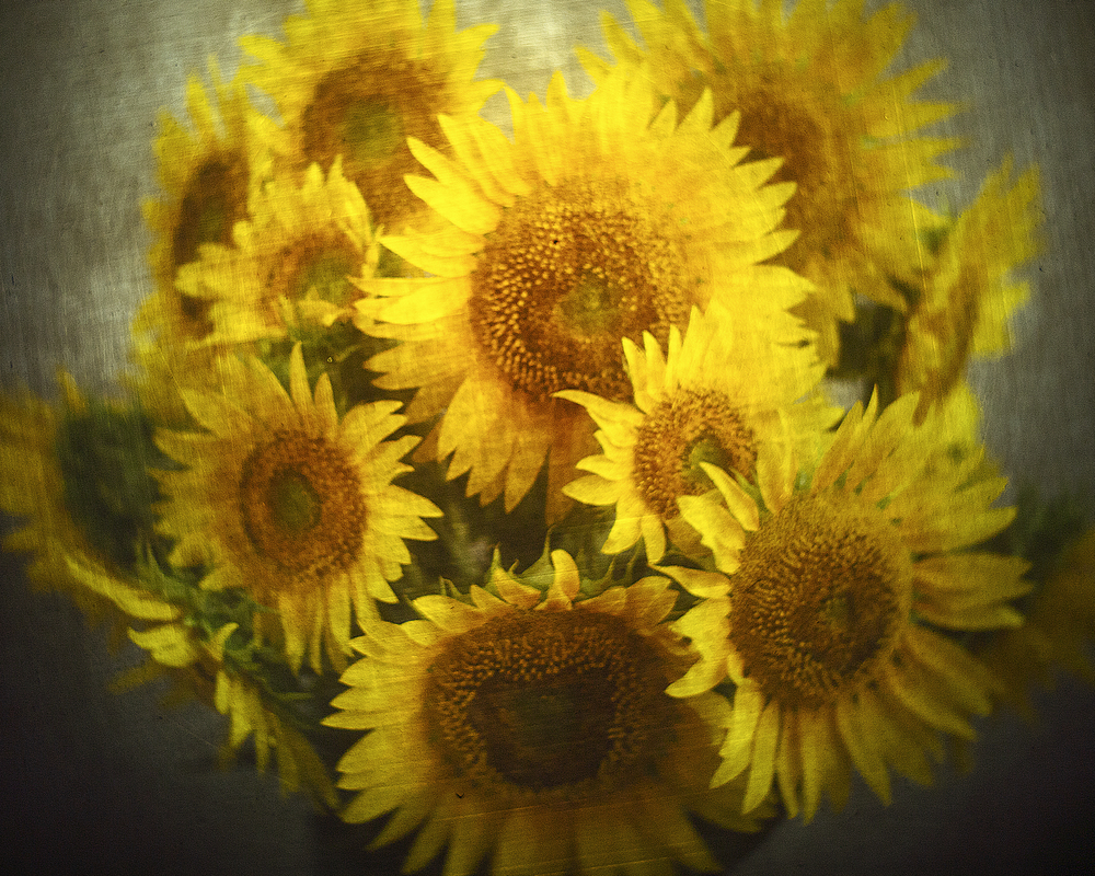 Соняшна зграя